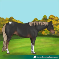 Horse Color:Liver Chestnut Tobiano 