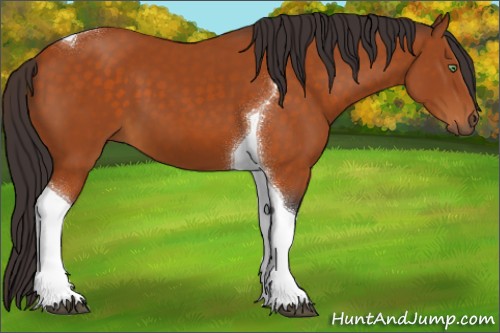 Horse Color:Buckskin Tobiano 