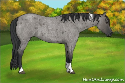 Horse Color:Grullo Roan Tobiano 