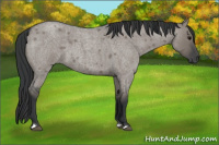Horse Color:Grullo Roan Tobiano 