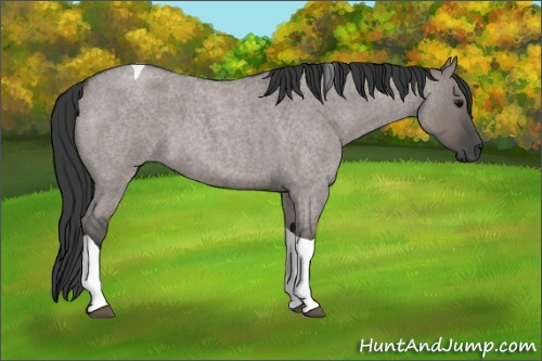 Horse Color:Grullo Roan Tobiano 