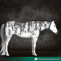 Horse Color:Gray Smoky Black Sabino Splash 