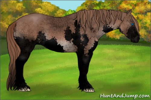 Horse Color:Void Liver Chestnut Sabino Splash 