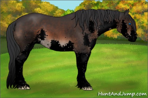 Horse Color:Void Brown Sabino Splash 