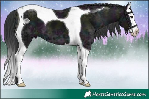 Horse Color:Midnight Black Ice Splash Tobiano 