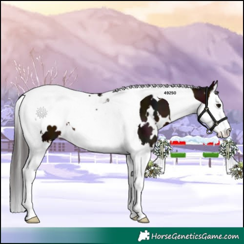 Horse Color:White Spotted Midnight Bay Splash Tobiano 