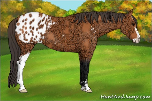 Horse Color:Bay Ice Sabino Appaloosa 