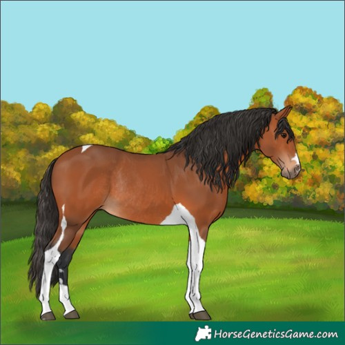 Horse Color:Bay Tobiano Rabicano 