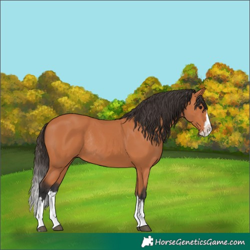Horse Color:Bay Splash Rabicano 