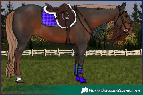 Horse Color:Liver Chestnut 