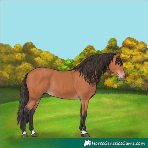Horse Color:Bay Rabicano 