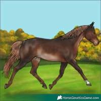 Horse Color:Liver Chestnut Rabicano 