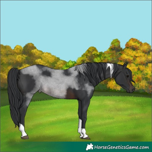 Horse Color:Brown Tobiano 
