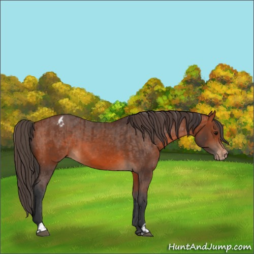 Horse Color:Bay and Bay Appaloosa