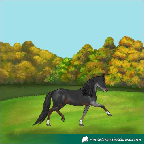 Horse Color:Liver Chestnut Tobiano 