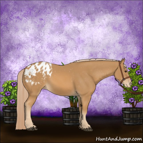 Horse Color:Chestnut Appaloosa