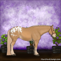 Horse Color:Chestnut Appaloosa 