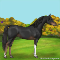 Horse Color:Liver Chestnut Tobiano 