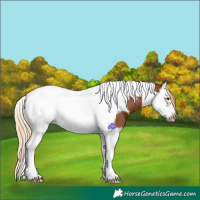 Horse Color:Chestnut Splash Tobiano Frame 