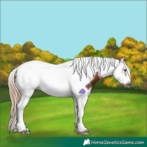 Horse Color:Liver Chestnut Splash Tobiano Frame 