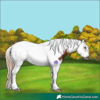 Horse Color:Liver Chestnut Splash Tobiano Frame 