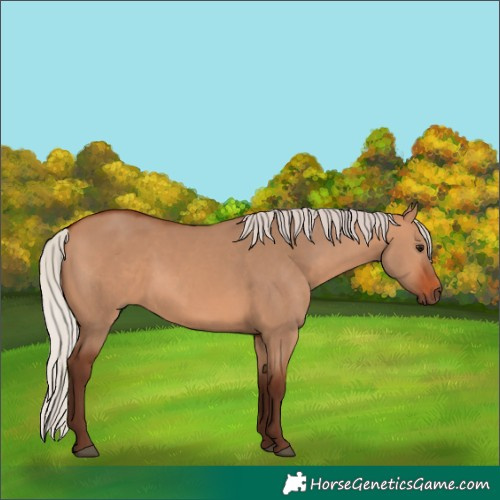 Horse Color:Silver Bay Dun