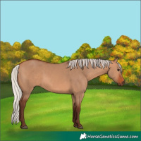 Horse Color:Silver Bay Dun