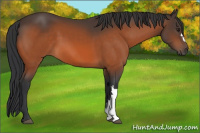 Horse Color:Brown 