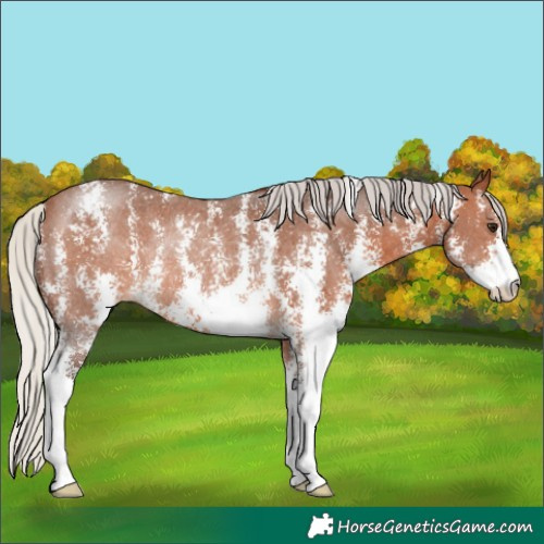 Horse Color:Silver Brown Sabino Rabicano 