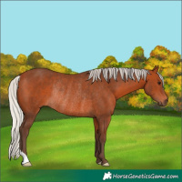 Horse Color:Silver Bay Rabicano