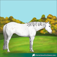 Horse Color:Brown Sabino Rabicano 