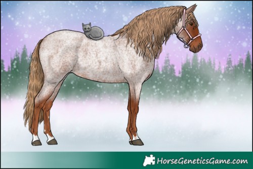 Horse Color:Red Roan 