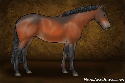 Horse Color:Bay 