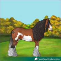 Horse Color:Bay Splash Frame