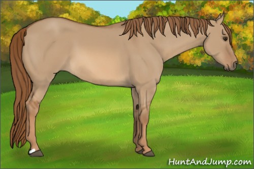 Horse Color:Red Dun 