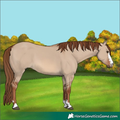 Horse Color:Red Dun 