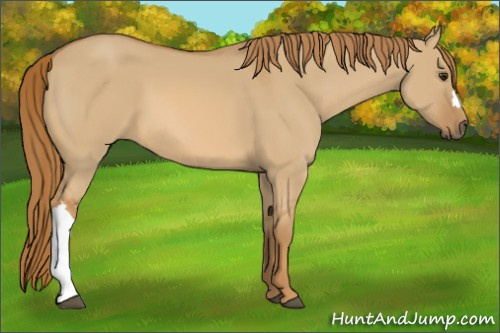 Horse Color:Red Dun 