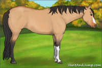 Horse Color:Bay Dun