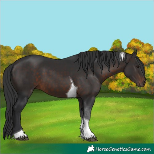 Horse Color:Brown Tobiano