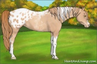 Horse Color:Gold Champagne Tobiano Blanket 
