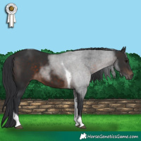 Horse Color:Brown Tobiano 