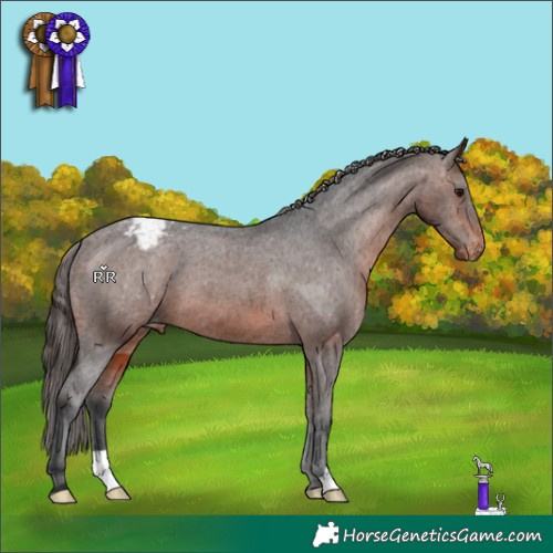 Horse Color:Brown Appaloosa 