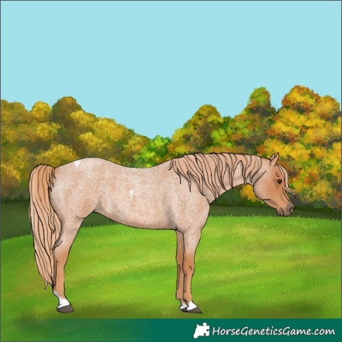 Horse Color:Red Roan Tobiano 
