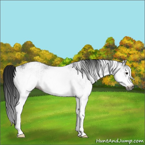 Horse Color:Gray White Spotted Black and Gray White Spotted Black