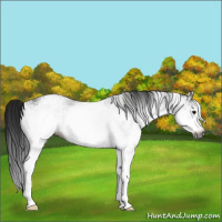 Horse Color:Gray White Spotted Black  and Gray White Spotted Black 