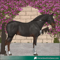 Horse Color:Liver Chestnut Tobiano
