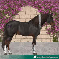 Horse Color:Liver Chestnut Tobiano 