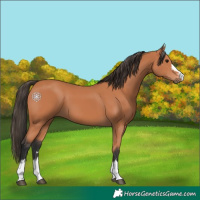 Horse Color:Bay 
