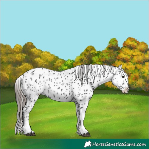 Horse Color:Black Tobiano Appaloosa 