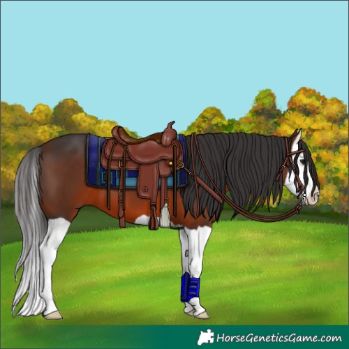 Horse Color:Brown Splash 